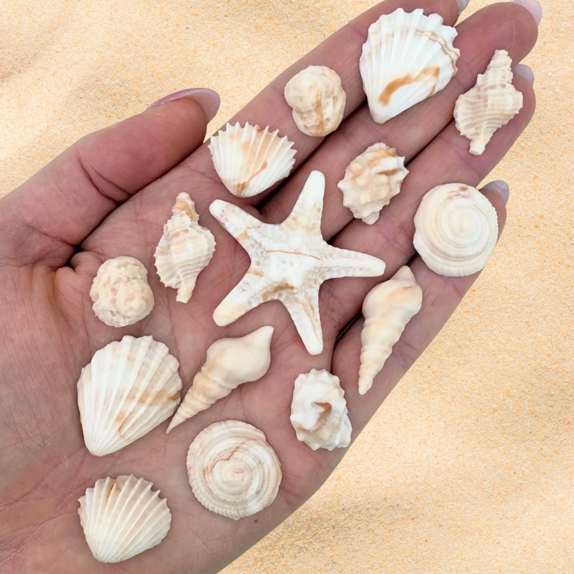 15 Dye Free Seashell Edible Cake Decorations, Vegan, Gluten-Free, Edible Cake Toppers for Cupcakes, Cookies & Desserts, by Simply Sucré (15 Pieces (