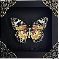 Vista 28 de Real Butterfly Framed Wall Art, Black Background Insect Display, Entomology Specimen Shadow Box, Dark Elegant Home Decor