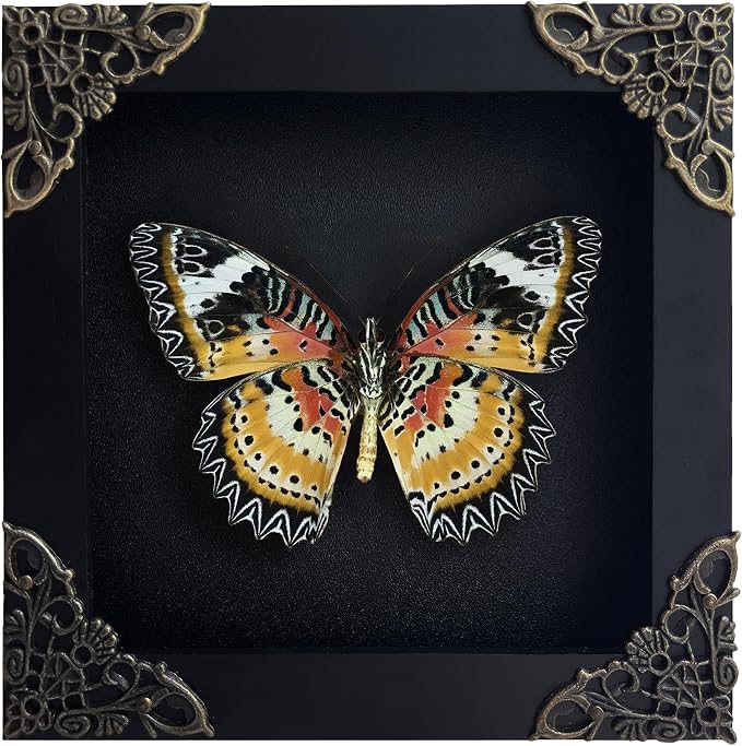 Framed Butterfly Specimen Wall Decor
