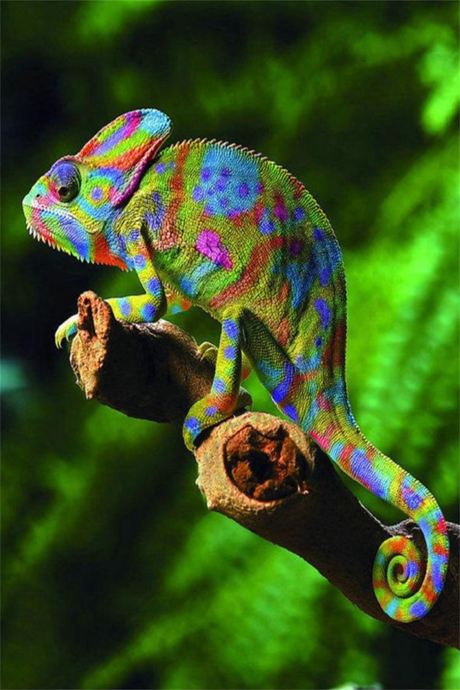 Kit Complet Diamant Painting Adulte Lézard Caméléon 80x120
