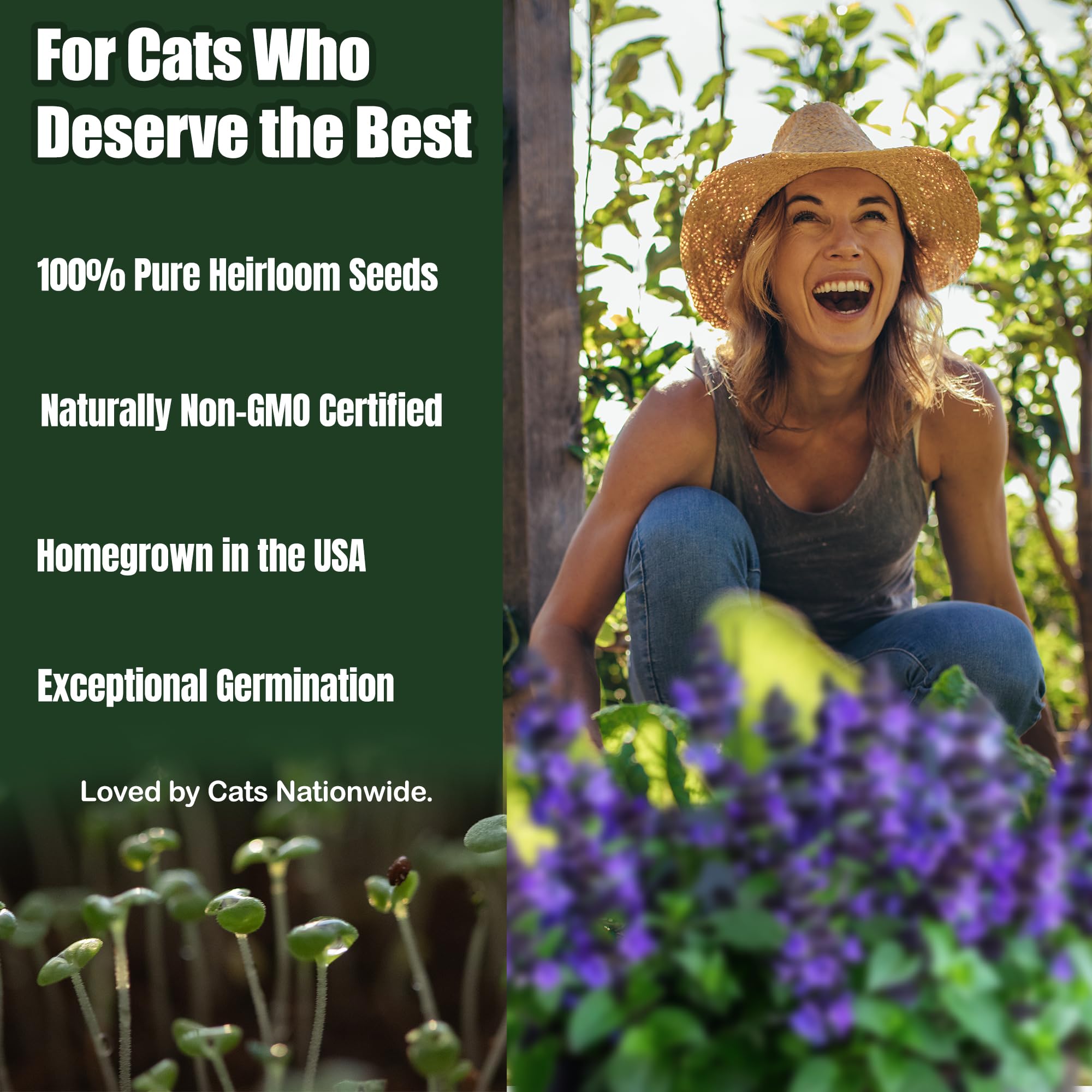 DesertUSA Catnip Seeds - Nepeta cataria for Planting, 2200+ Herb Seeds, Indoor or Outdoor Growing, Heirloom, Non-GMO, Cats Love Catnip Leaves. (Catnip Seeds, 1500mg)