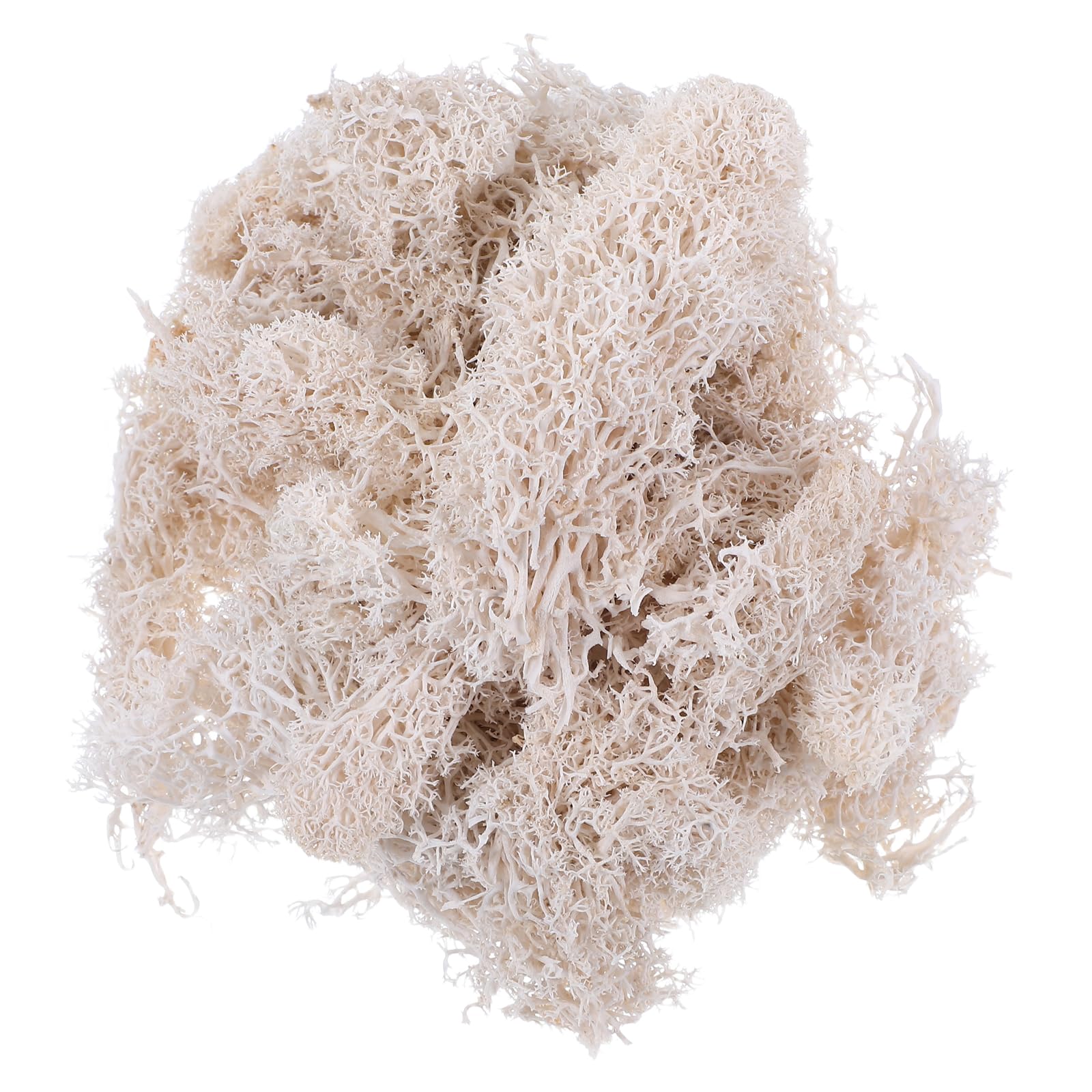 Heallily White 50G Preserved Fresh Moss Reindeer Floral Moss For Wedding Party Fairy Gardens Terrariums Diy Craft Floral Project (White)