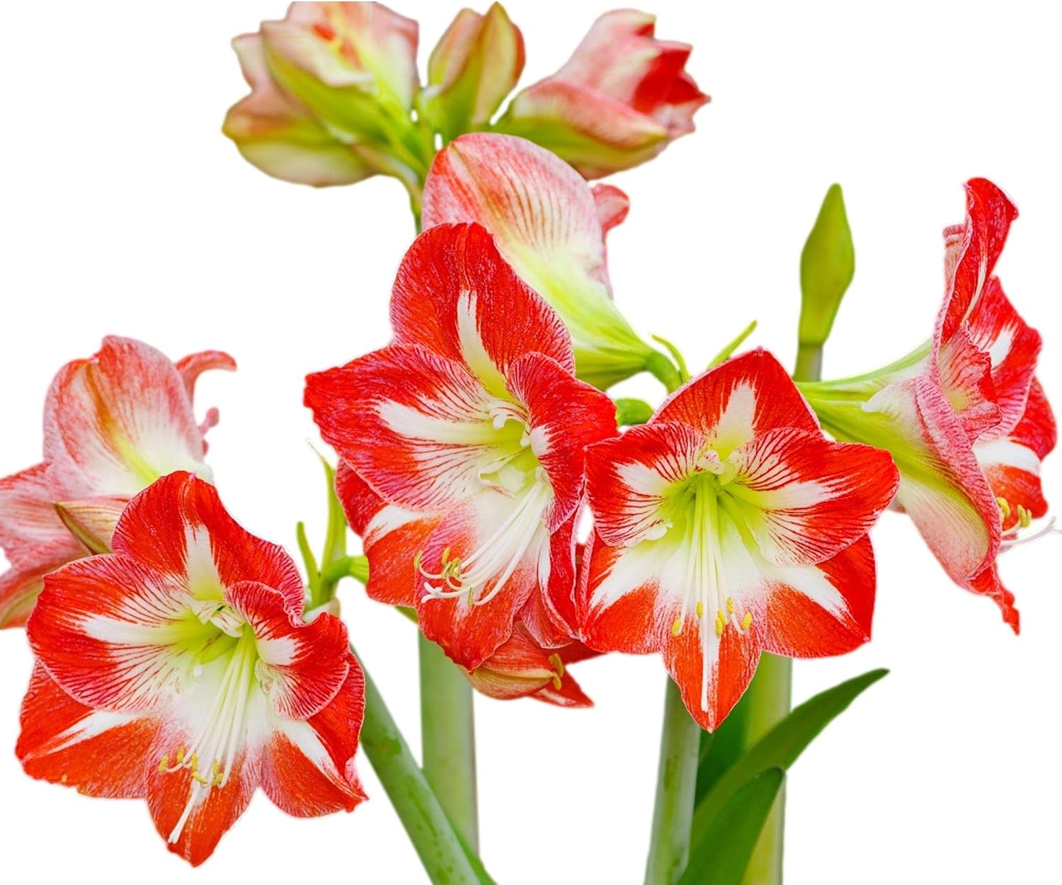 Amaryllis 'Minerva' (5 Pack) Indoor or Garden Plant Bulbs - Red and White Flowering Blooms, Professionally Grown from Easy to Grow