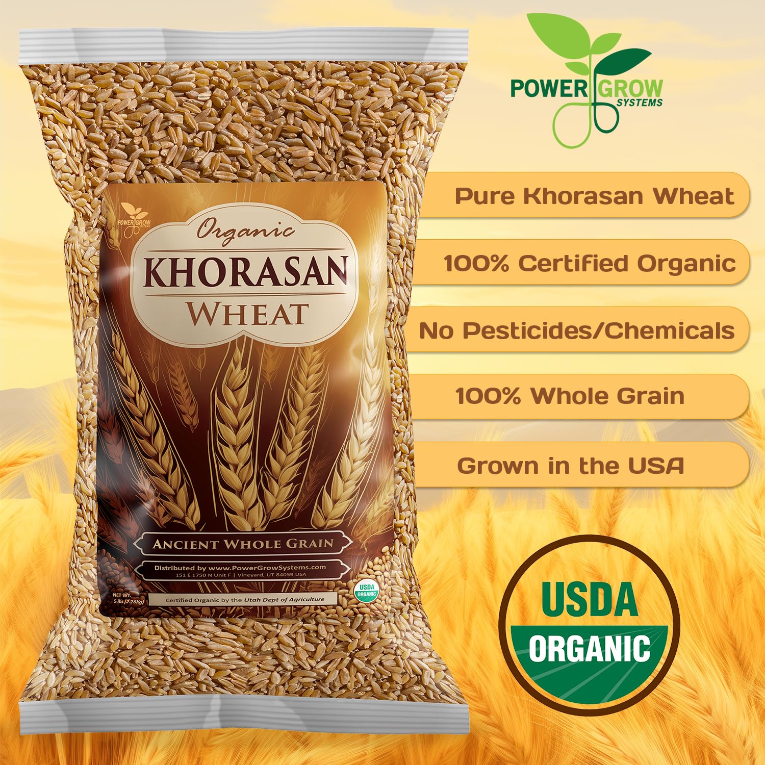 Khorasan Wheat - 100% Certified Organic Khorasan Whole Wheat Grain by PowerGrow System - Use for Sourdough Baking, Milling Flour, Cereal, Salads, Pasta etc. (Khorasan Wheat (10 Pounds))