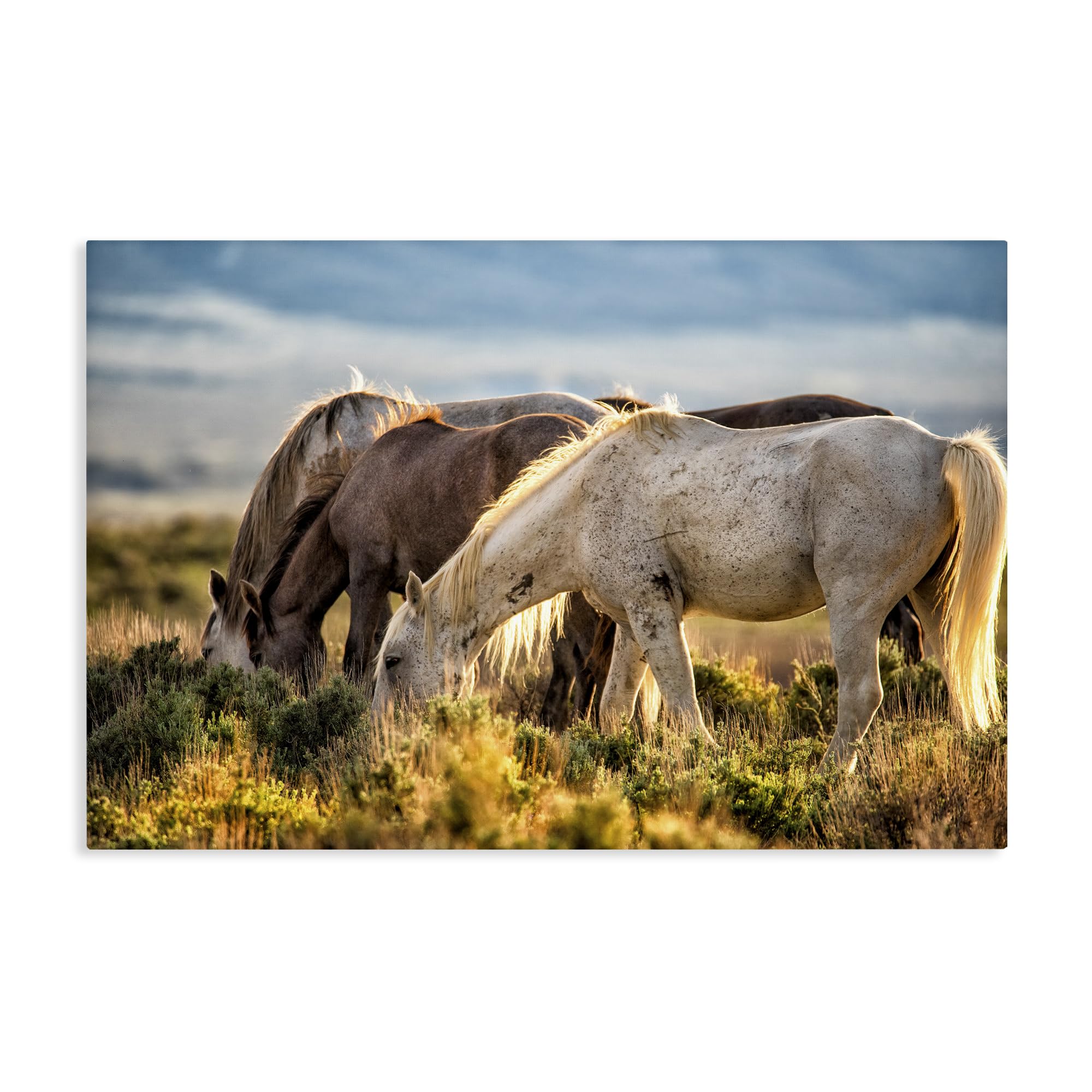 'Equine Evening Graze'| Canvas Art