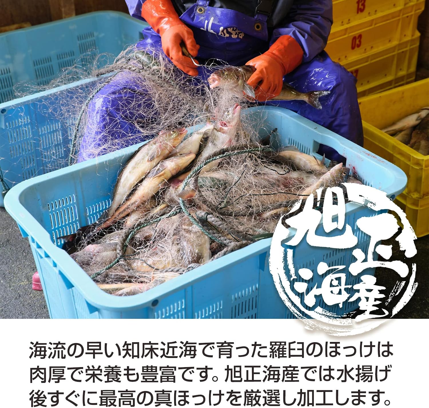 世界自然遺産 知床 羅臼産 創業40年 旭正海産 「真ほっけ開き 大サイズ 3枚セット 総重量1.2キロ」羅臼昆布と天然塩仕 【ミニサイズ】