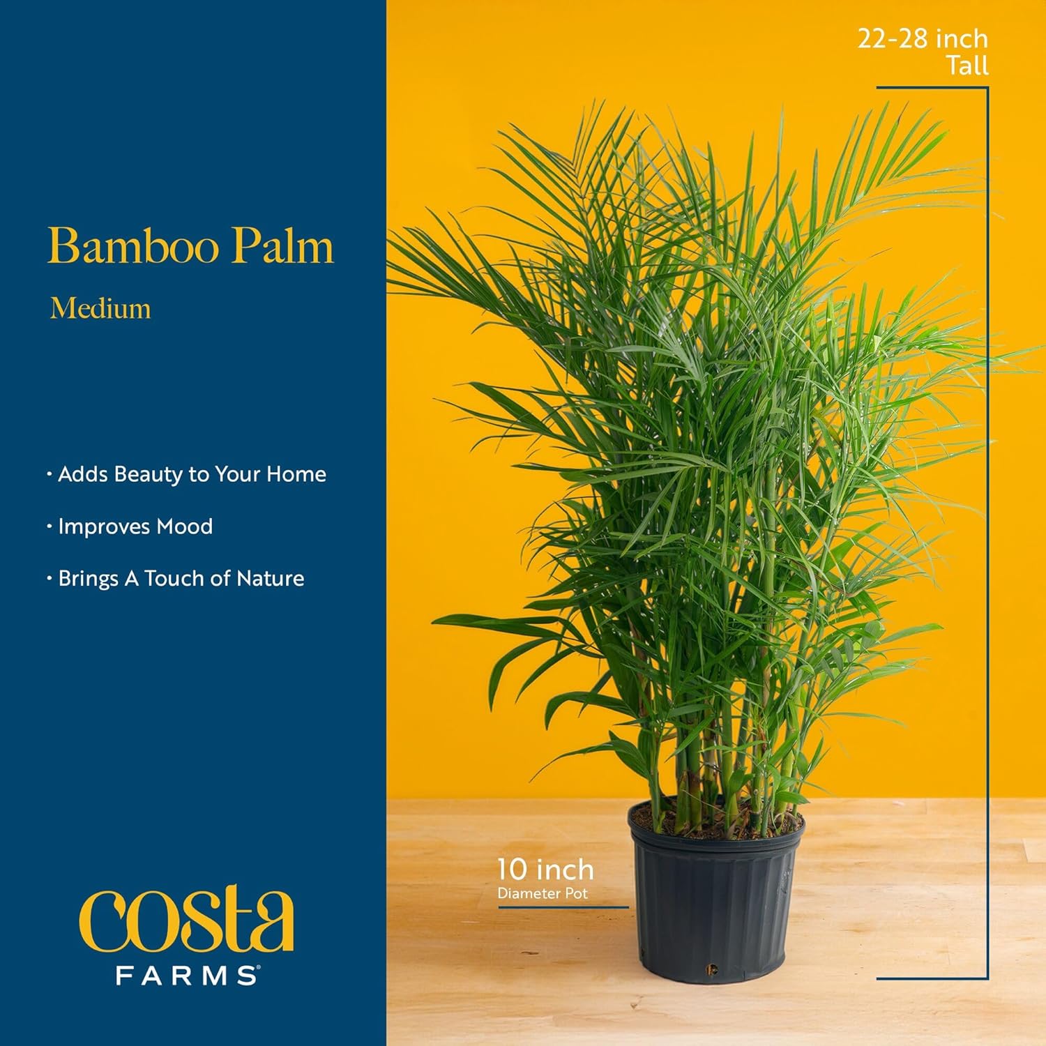 Costa Farms Bamboo Palm Live Plant in Decorative Pot, Air Purifying Large Indoor Houseplant, Perfect for Home, Room, or Office Decor, Great House Warming or Birthday Gift, 3-4 Feet Tall