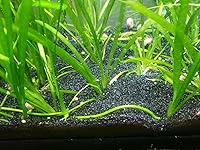 Vista 3 de TheFrogHouse - Sustrato de arena para acuario negro (35 libras)