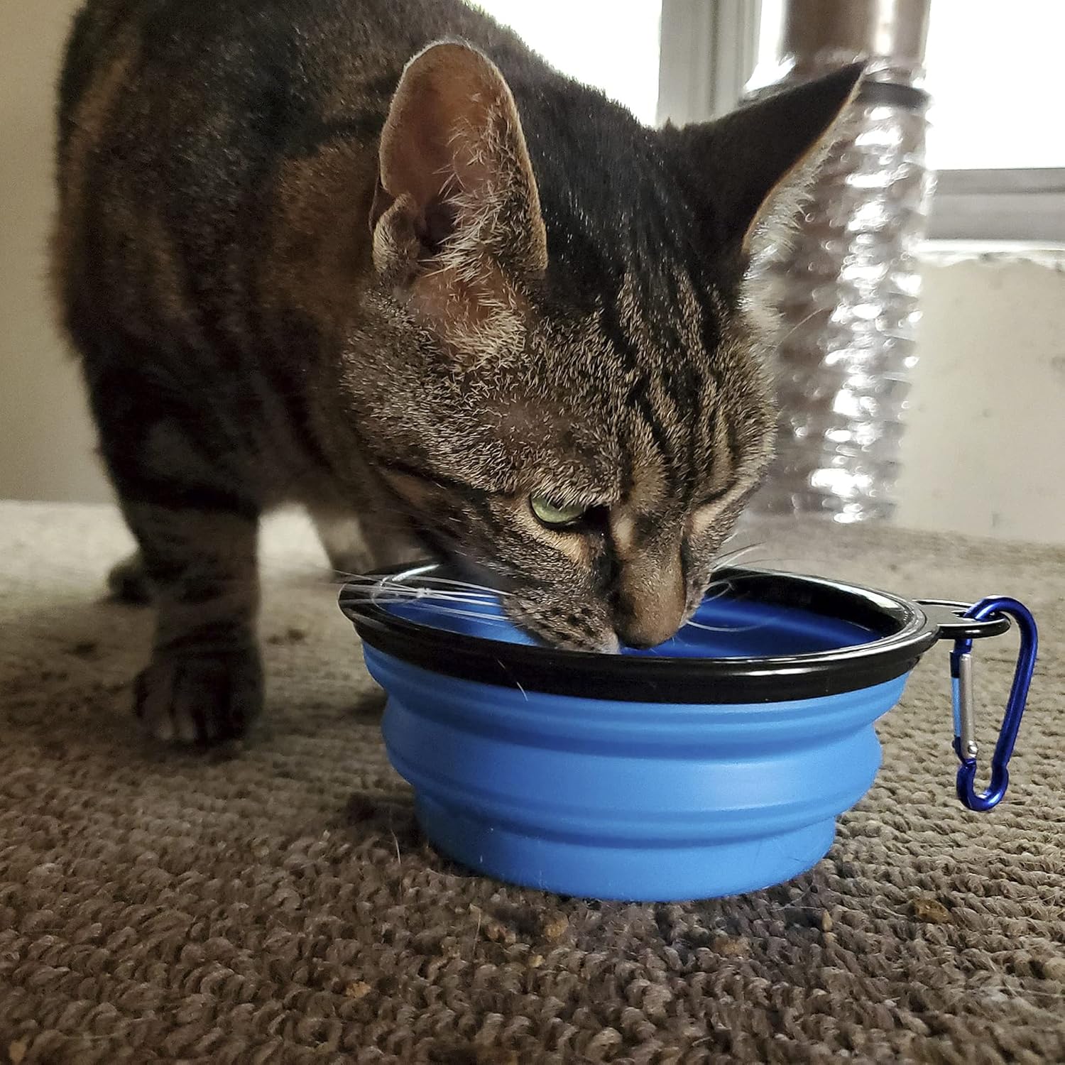 Ultimate Emergency Kit for Cats - with Carrier