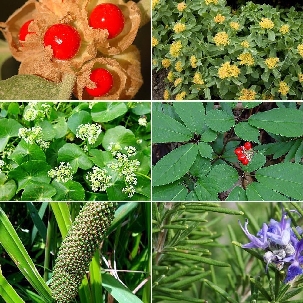 Memory Herb Garden Seed Collection - A 6 Variety Pack of Rare Medicinal Herb Seeds! FROZEN SEED CAPSULES - The Very Best in Long-Term Seed Storage - Plant Seeds Now or Save Seeds for Years