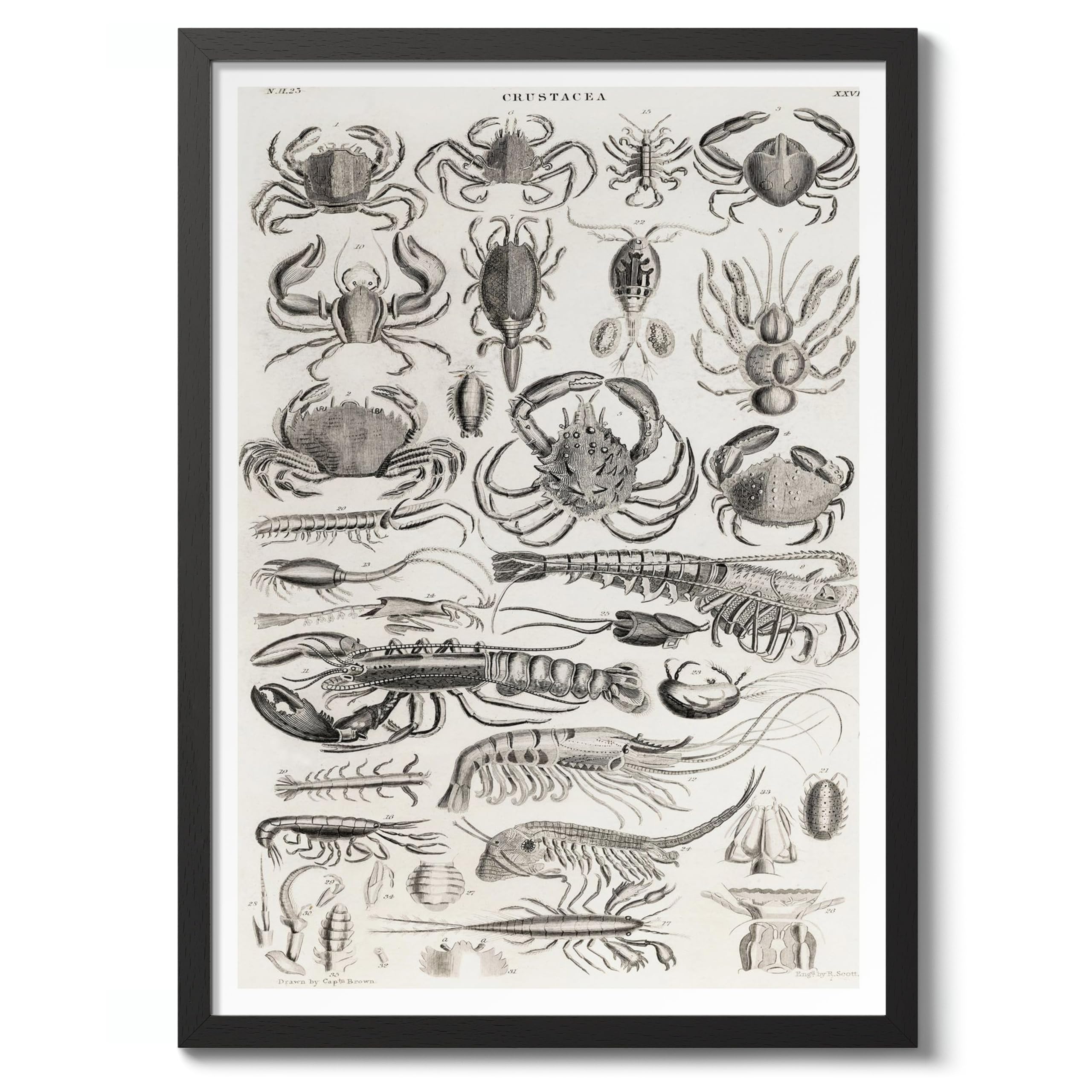Crustaceans Poster, Vintage Botanical Art Prints, Retro Encyclopedia Illustration Wall Art Plants Botany Pictures, Bedroom Living Room Home Decor, 50x70cm (Black Frame) - 53x73cm