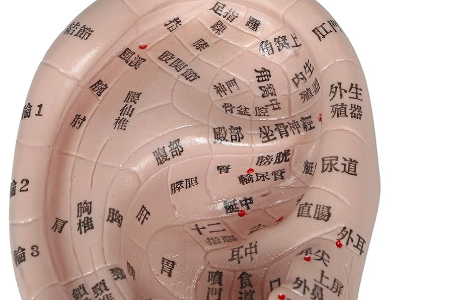 20個セット 未使用 FENGFAN 耳つぼ模型 耳ツボマッサージ 中国語表記 4個セット 未使用 FENGFAN 耳つぼ模型 耳ツボマッサージ 中国語