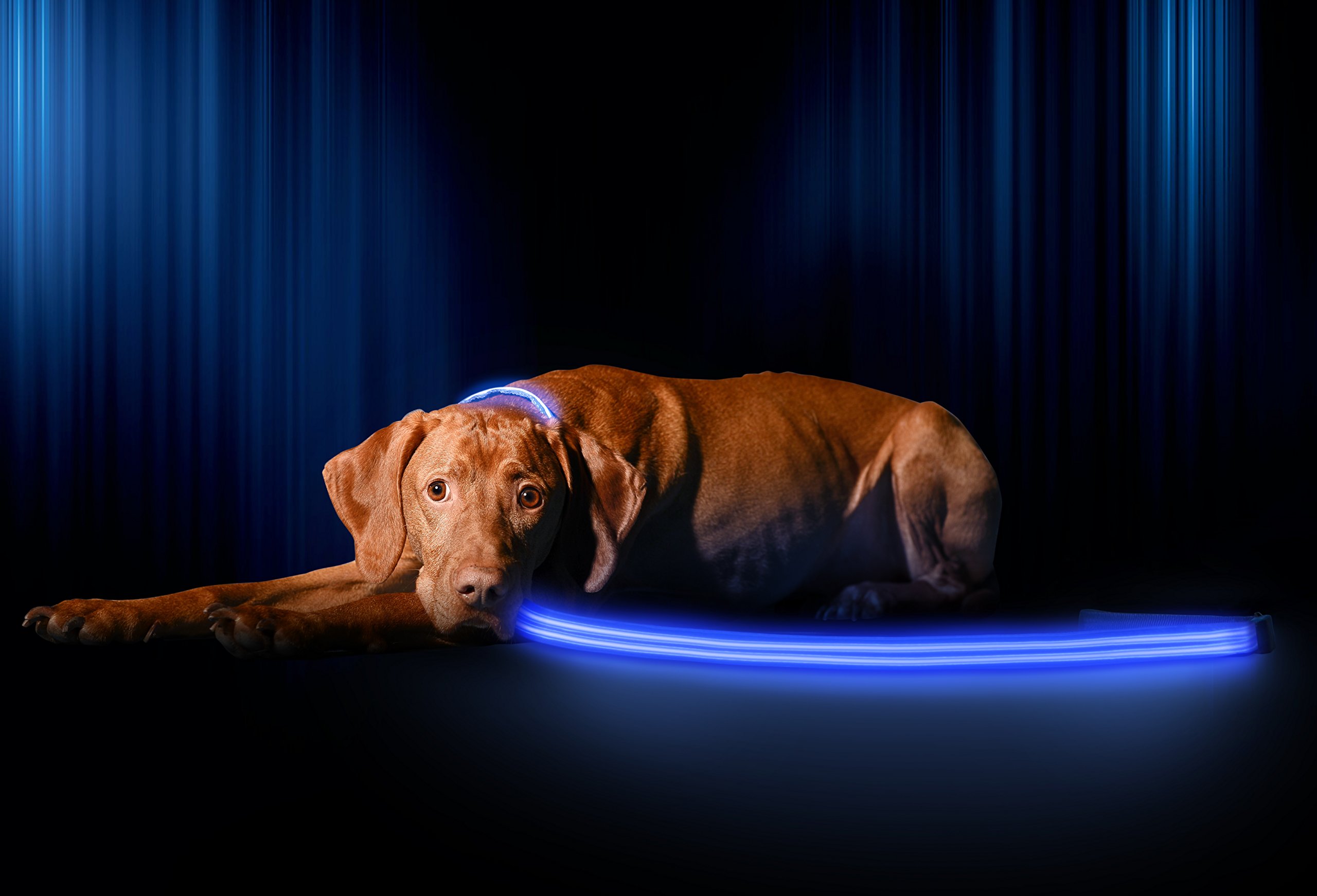 IllumiseenLED Dog Leash - USB Rechargeable - Your Dog Will Be More Visible & Safe - 6 Colors (Red, Blue, Green, Pink, Orange & Yellow) - Perfect to Use with Our Matching Collar (4 Feet, Blue)