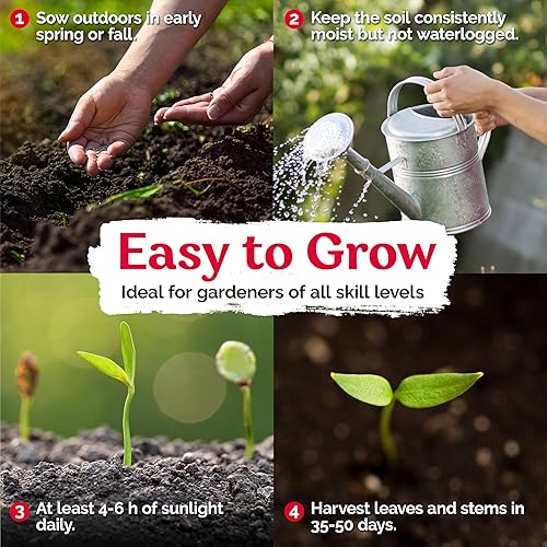 Miniatura 3 de KVITER 200 semillas Yu Choy Sum Brassica rapa, ChoySum semillas orgánicas de reliquia, semillas de vegetales chinas para plantar, de rápido