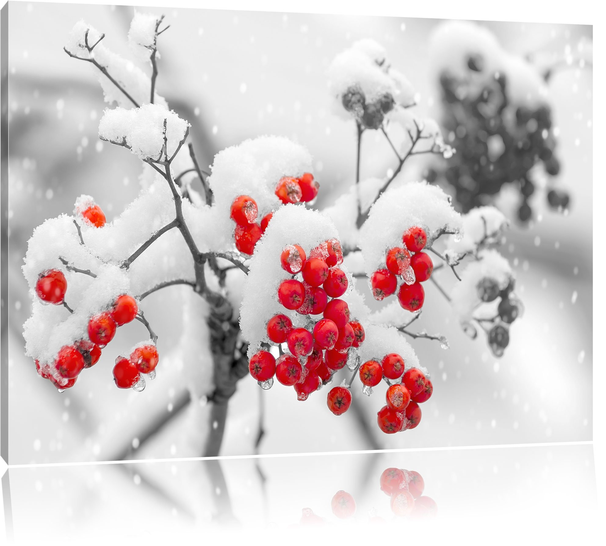 Pixxprint Rote Vogelbeeren im Winter B&W, Größe: 120x80cm, Leinwandbild, fertig gespannt, Wandbild, Dekoration, Kunstdruck, kein Poster
