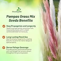 Vista 3 de Outsidepride - 2000 semillas de la hierba ornamental perenne cola de zorro (Cortaderia selloana [Pampas Grass]) para sembrar