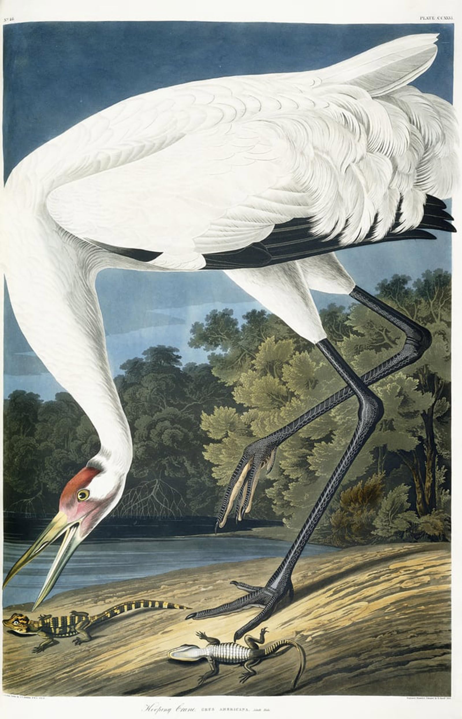 HRJUBWREE Retro Picture Art Painting Wall Poster Whooping Crane Adult Male by John Jamess Audubon Vintage Art Print for Office Decor 60x90cm