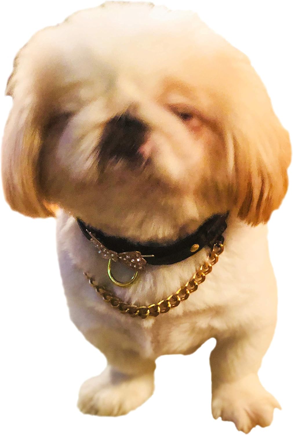 Pawsh & Co's Original Gangster Chain - Dog Chain, Cat Chain, Pet Collar