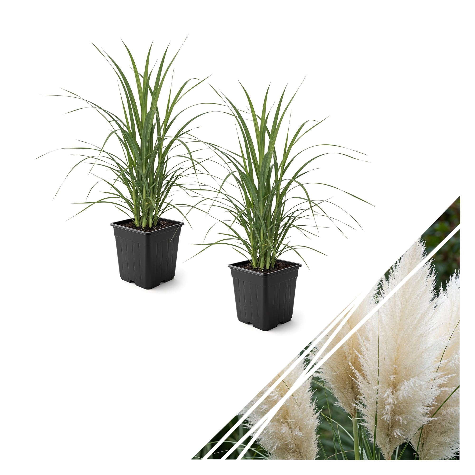 Pampas Grass White