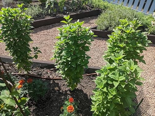 Miniatura 5 de Juego de 2 albahaca tailandesa especial más de 20 torres tailandesas especiales de albahaca dulce Everleaf Thai Towers abundantes hojas con sabor a