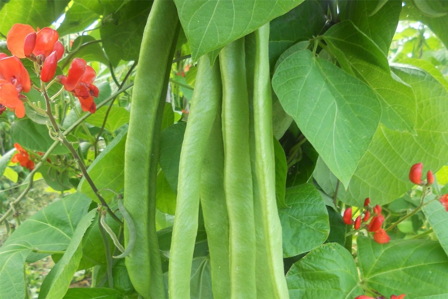 Vegetable Kings Seed Pictorial Packet Runner Bean Benchmaster