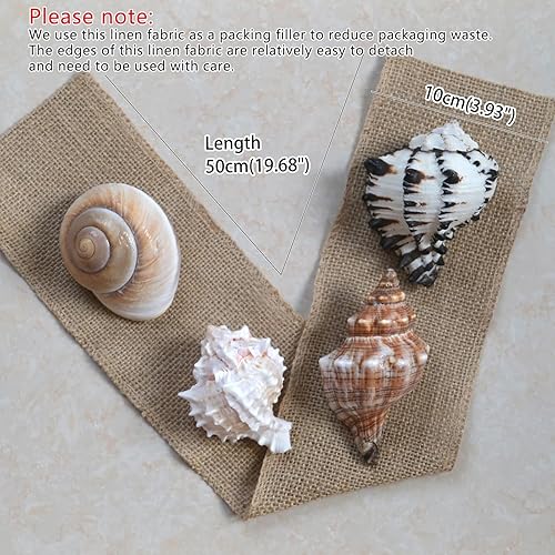 Miniatura 3 de 4 conchas de cangrejo ermitaño, apertura de tamaño ML, conchas de cangrejo ermitaño de 1.1-1.9 pulgadas, caracola de mar natural, conchas turbo para