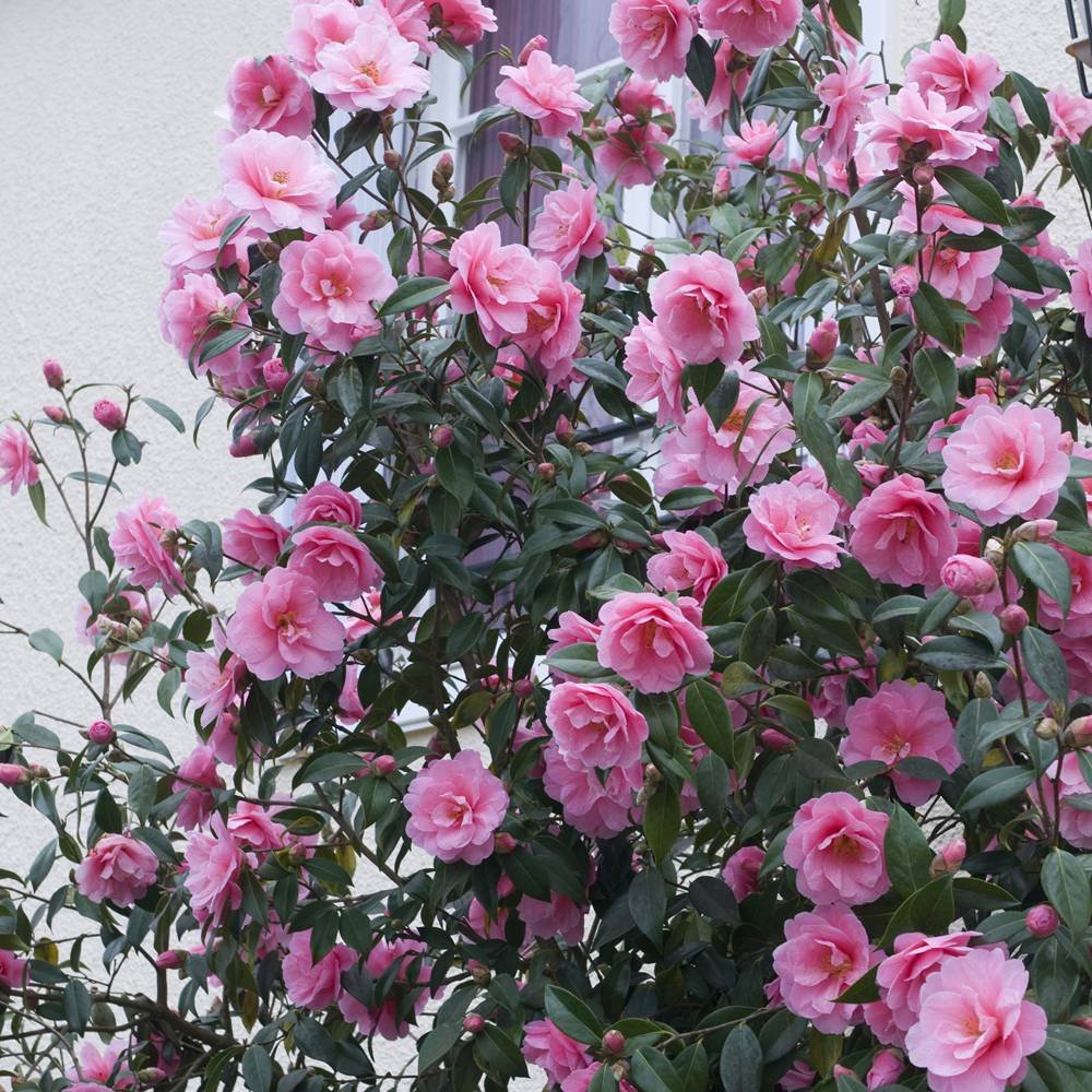 Green Horizon® PINK CAMELLIA FLOWER PLANT, Pack of 1 (Size 1.5-2 Ft) (B0BN29YY34) Amazon Price History, Amazon Price Tracker