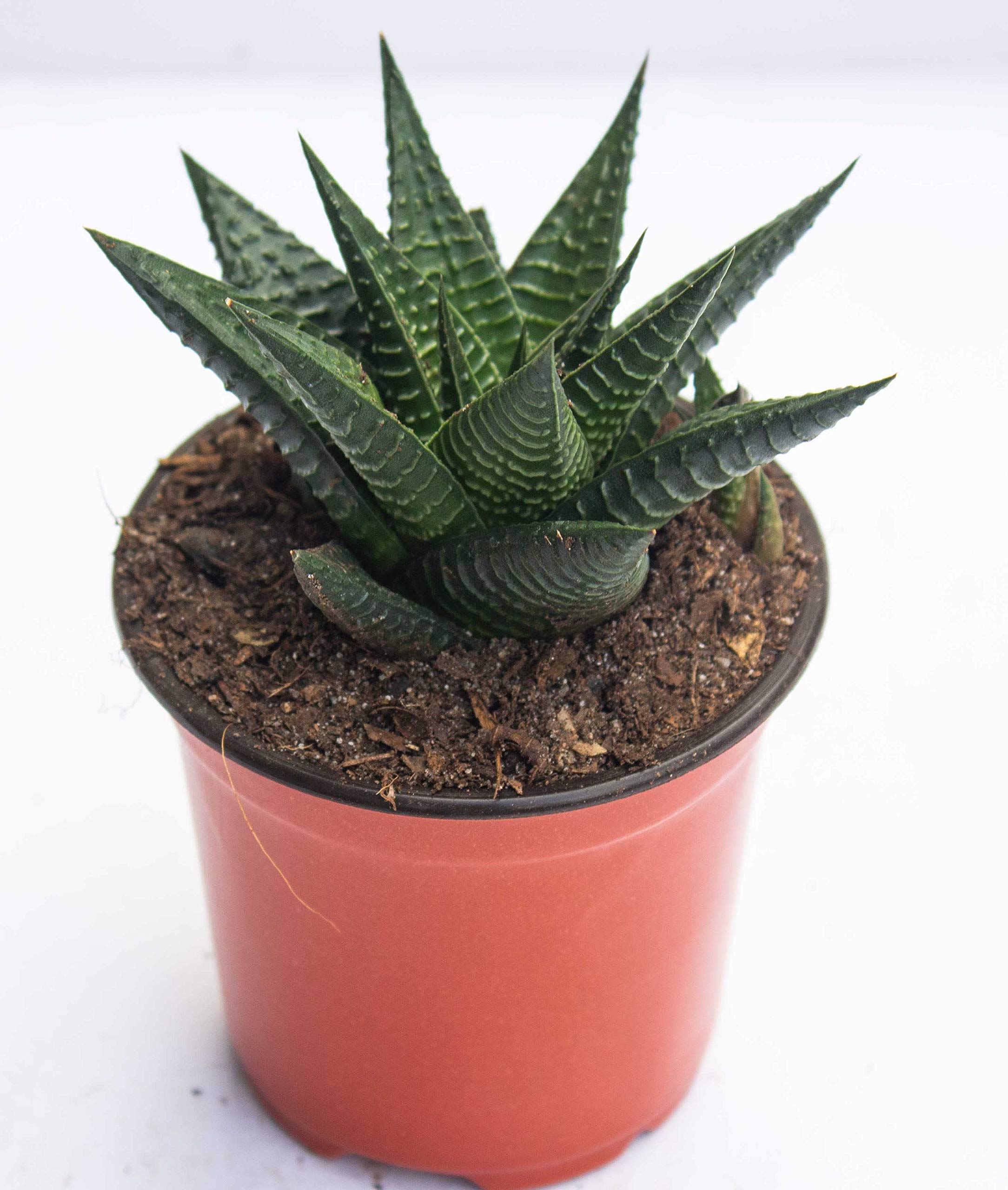 See full amazon price history chart for Rudyn Gladioli Farm, Haworthia limifolia,Live Succulent (1piece) Rudyn Gladioli Farm, Haworthia limifolia,Live Succulent (1piece) (B08FGW67VD) Amazon Price History, Amazon Price Tracker