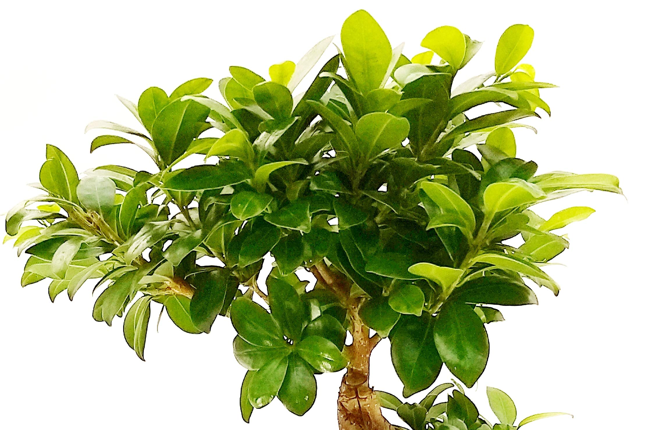 POWERS TO FLOWERS - FICUS GINSENG BONSAI XL, ALTEZZA 70CM, IN VASO CERAMICA GRIGIO SATINATO, pianta vera