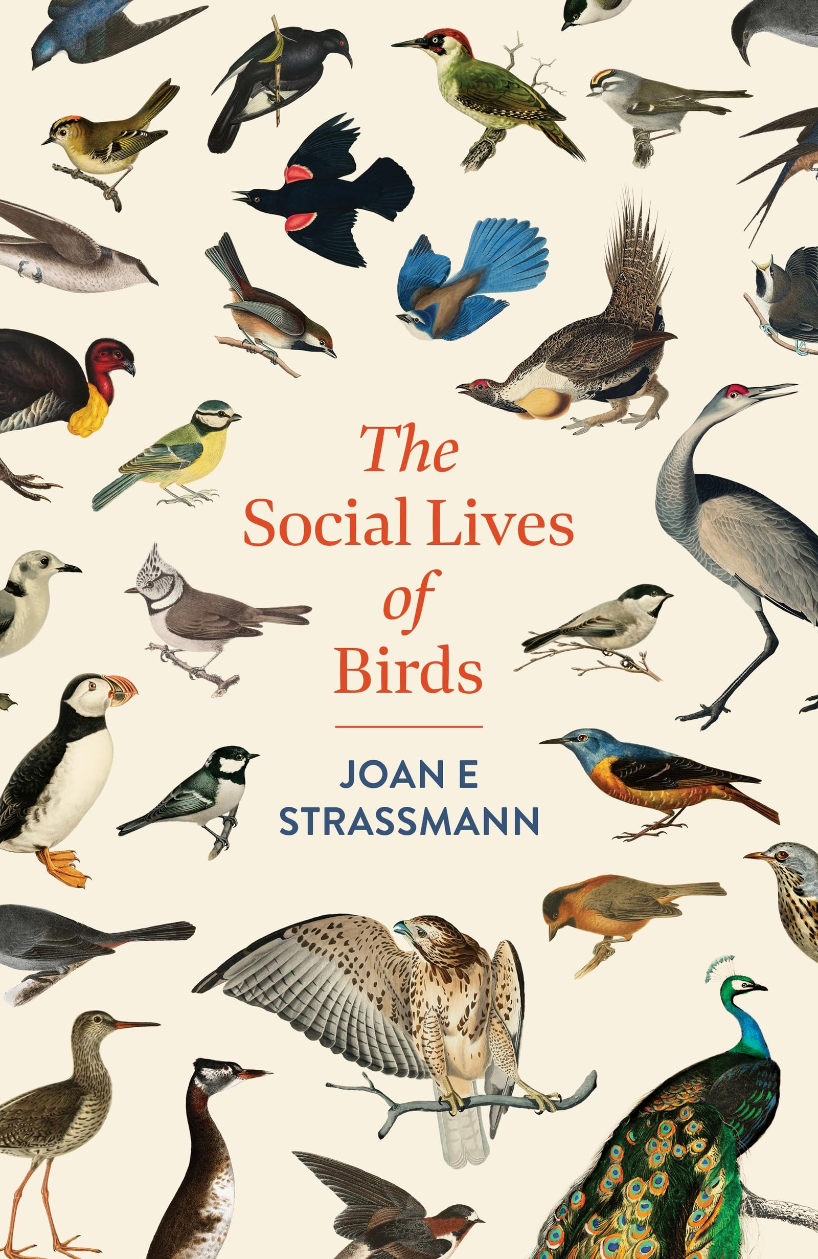 The Social Lives of Birds by Joan E. Strassmann - 9781035417131
