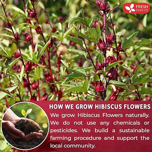 Miniatura 5 de FreshDrinkUS, Polvo de flor de hibisco premium de 40 onzas, 100% natural y puro de flores de hibisco, colorante natural para alimentos, sin