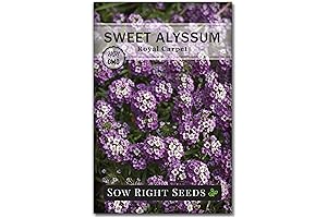 Royal Carpet Allyssum Flower Seeds: Beautify Your Garden with Fragrant Blooms