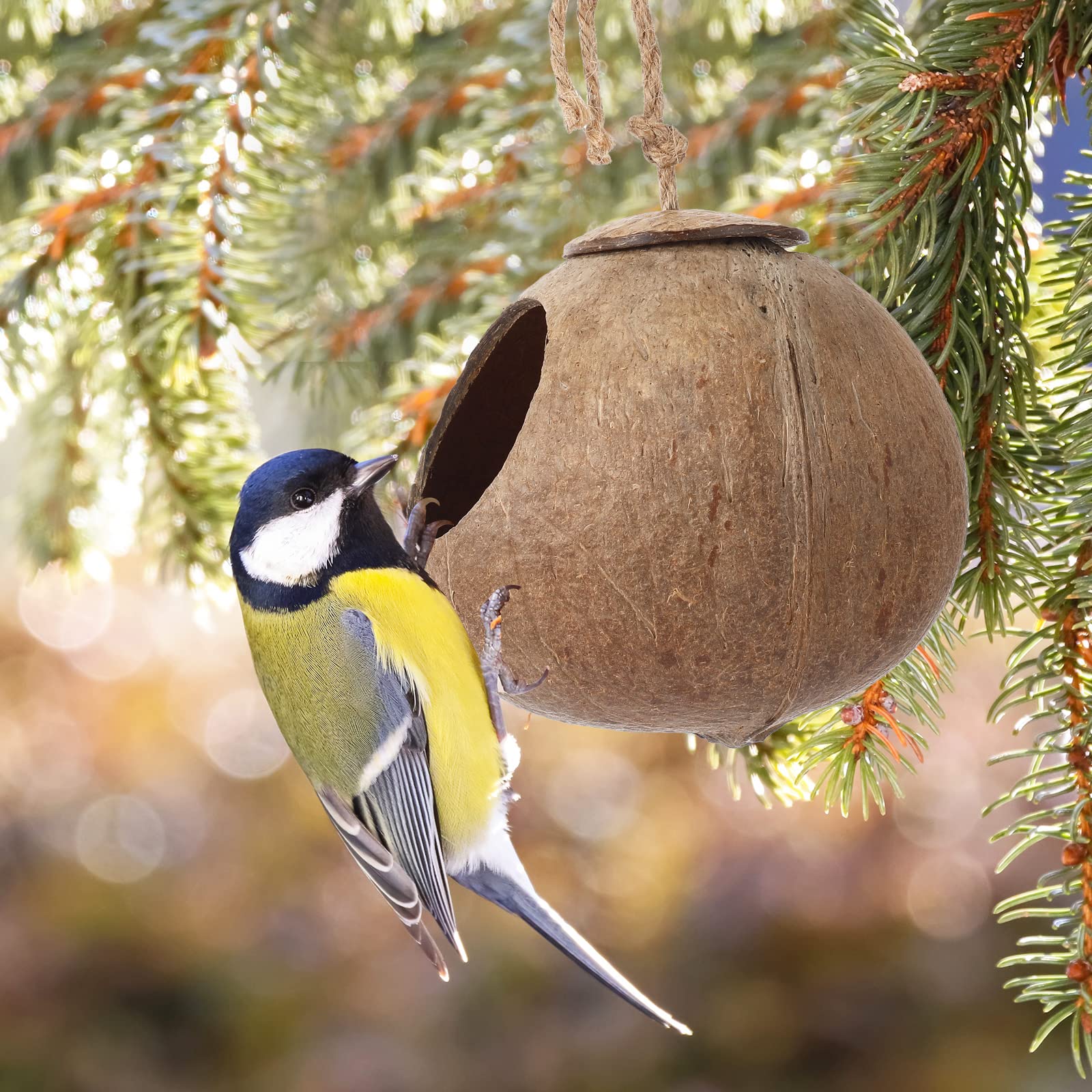 Skylety Bird Nests
