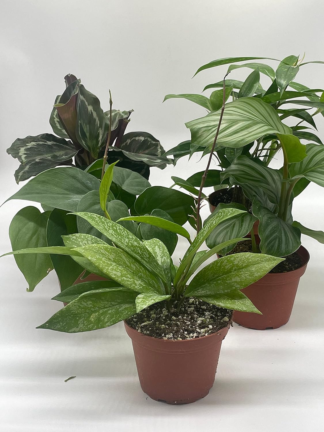 BubbleBlooms Premium Indoor Foliage Assortment, 5 Different Leafy House Plants in 4 inch pots