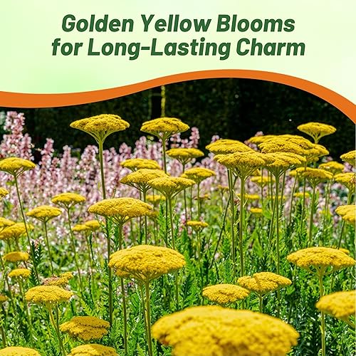 Miniatura 6 de Outsidepride Semillas de milenrama Parker  5000 piezas. Semillas de flores perennes, versátiles, formadoras de grumos y tolerantes a la sequía para