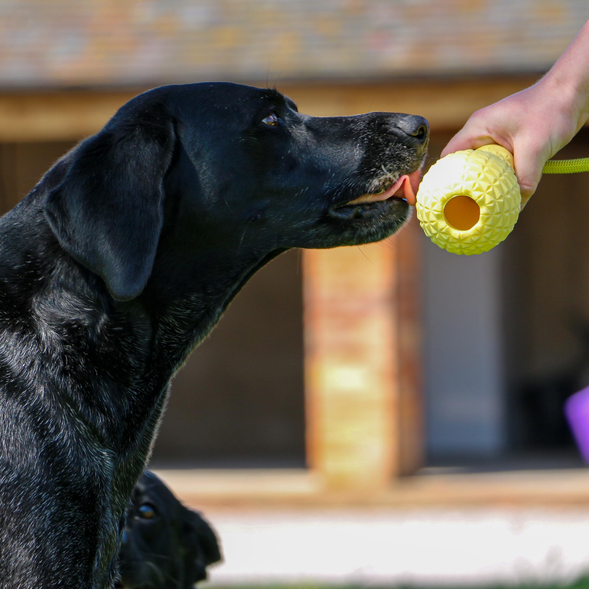 Ancol Jawables Kegelzerr-Hundespielzeug, leicht, schwimmfähig, interaktiv, für den Außenbereich, Zerren, stark, langlebig, Spaß, Haustier-Welpen, Schwimmen, Apportieren