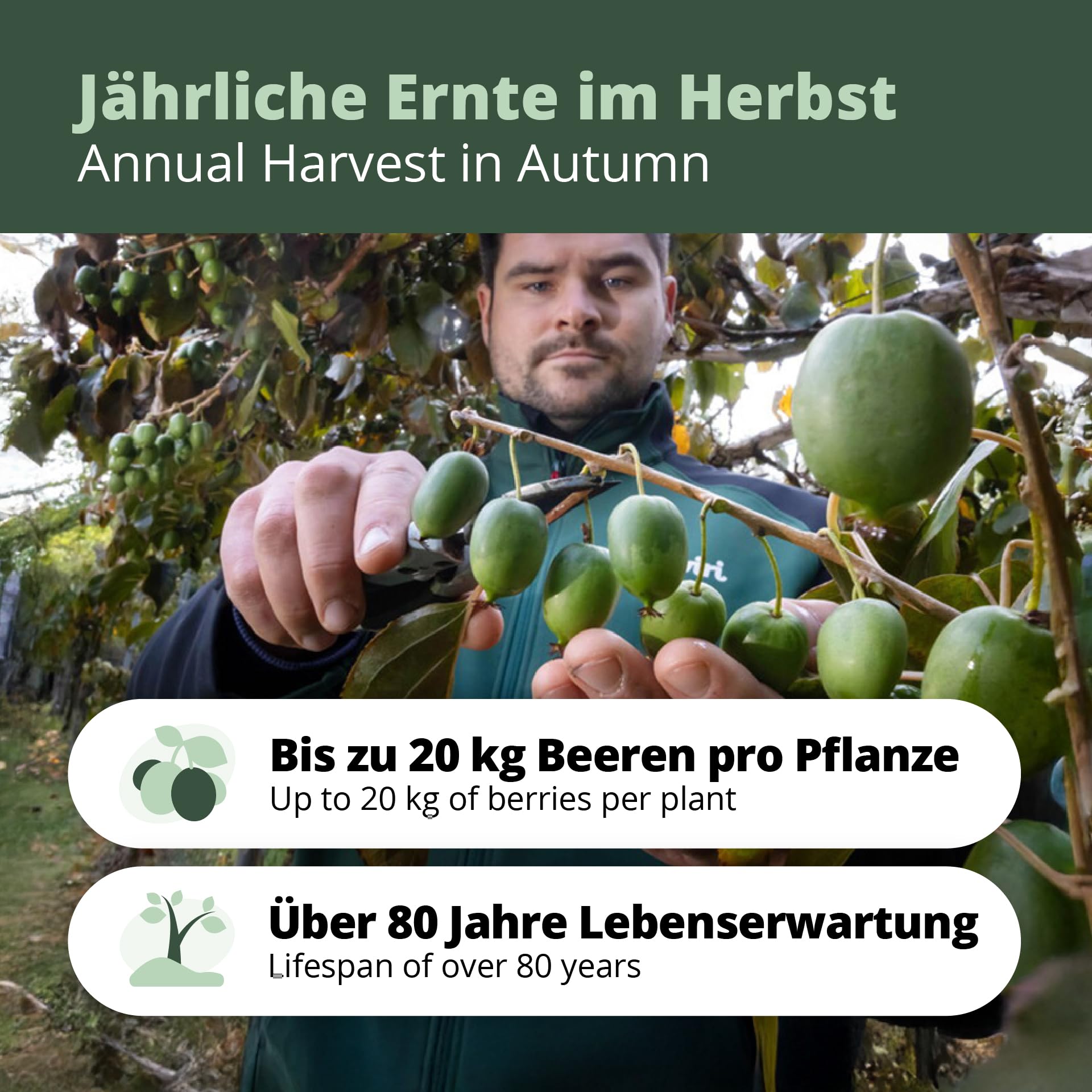 's Kiwi Trio – 3 plantas de kiwi (Actinidia arguta) – Mini kiwi – Garantía varietal directamente del cultivador