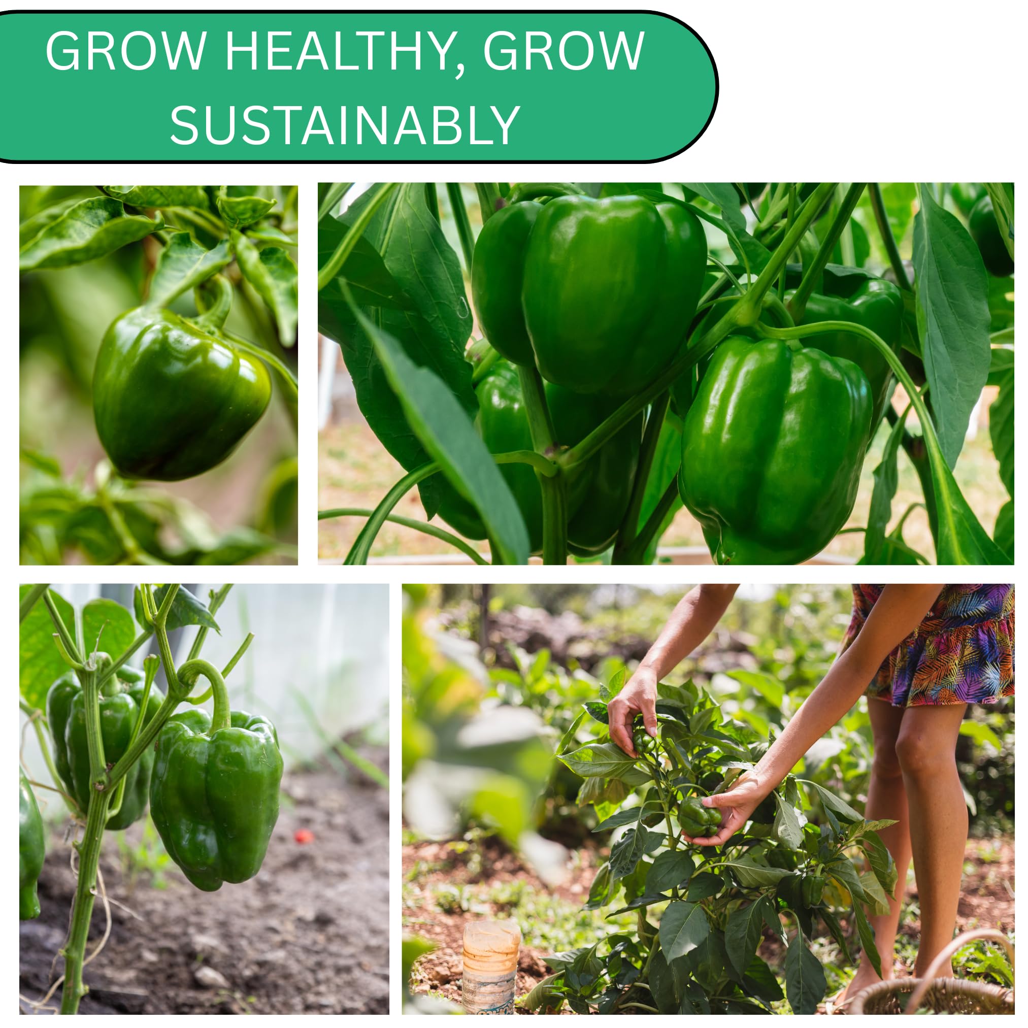 Cal Wonder 300 TMR - Semillas de pimiento dulce para plantar, más de 250 semillas de pimiento tradicional sin OMG California Wonder para plantar al aire libre o en interiores para 5