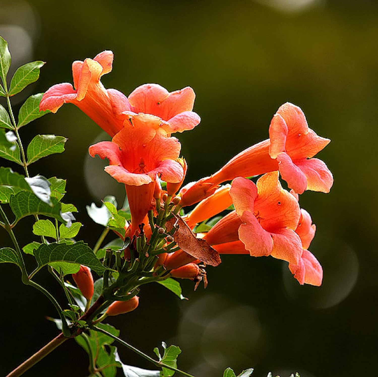 CHUXAY GARDEN 20 Seeds Trumpet Vine,Hummingbird Campsis