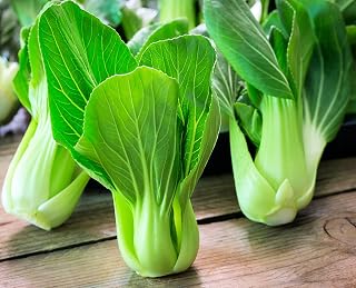 SeedsUP 300+ Non-GMO Bok Choy Chinese Cabbage Seeds - Crisp Green Pak Choi for Stir-Fries & Salads