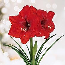 Garden State Bulb Red Lion Amaryllis Flower Bulbs, 26/28cm, Holiday Blooms! (Bag of 3)