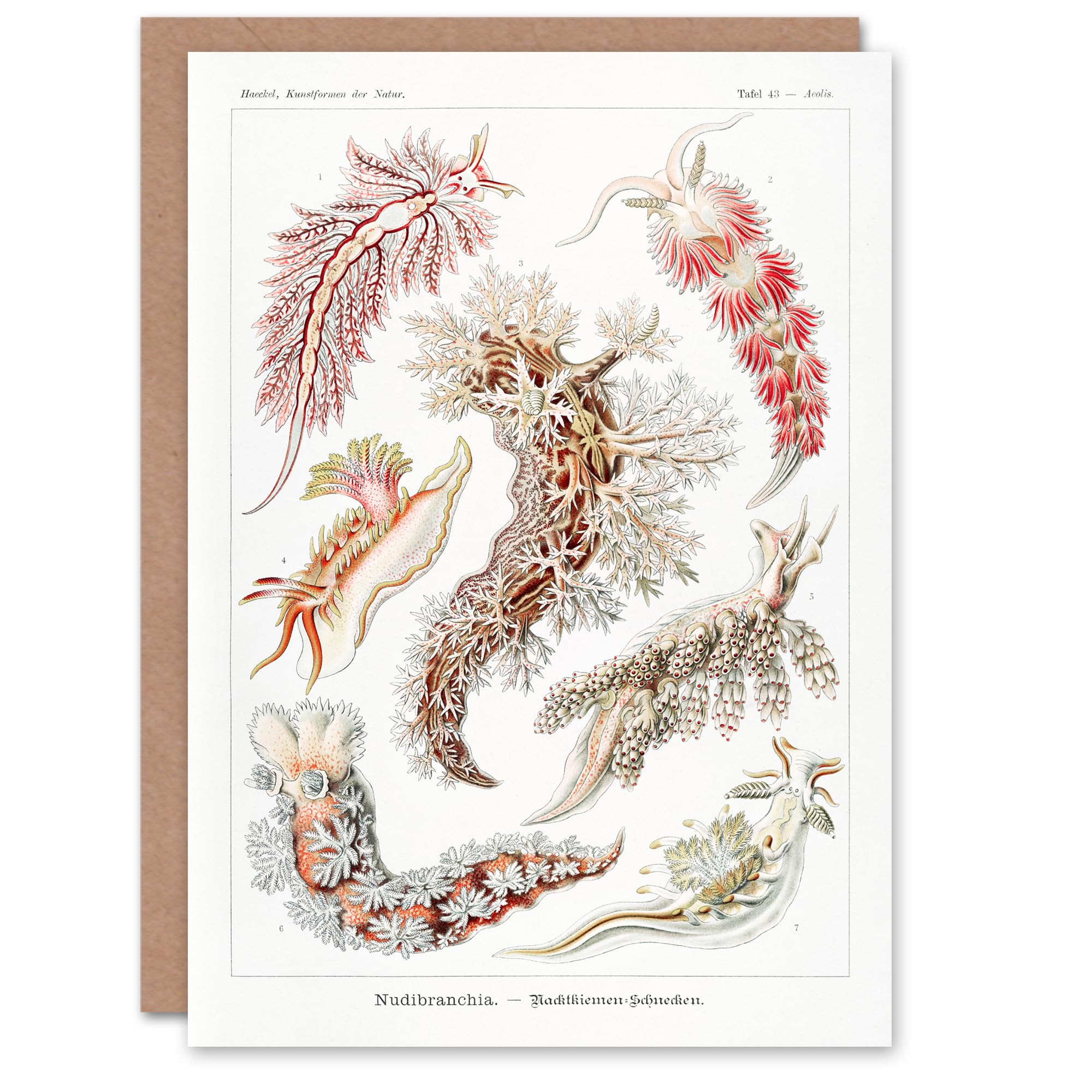 Artery8 Ernst Haeckel Art Card Nudibranch Sea Slug Molluscs
