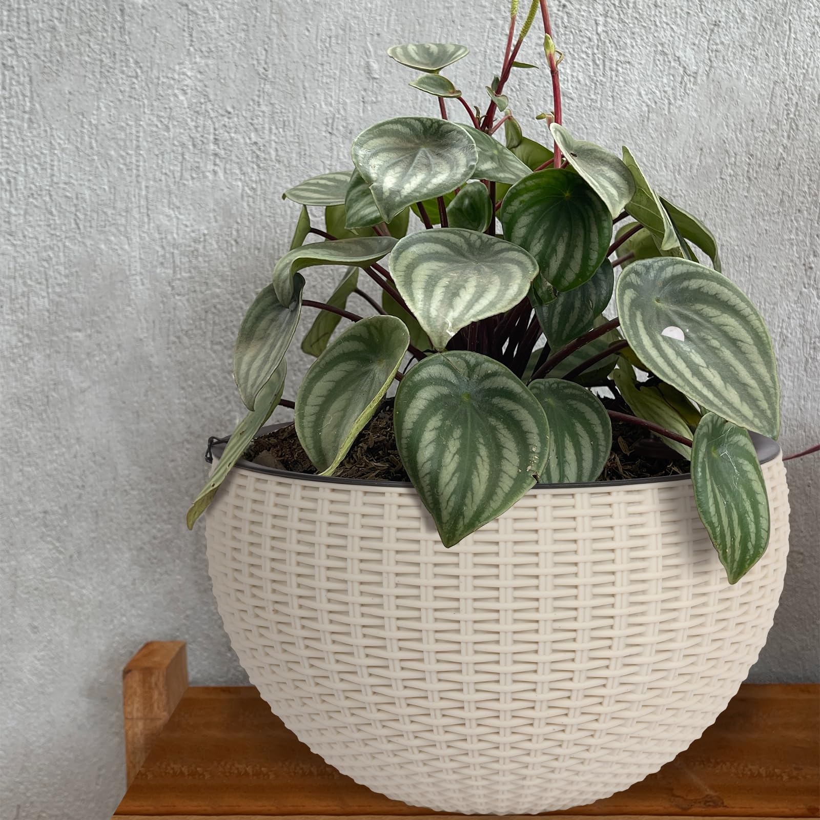 vine indoor plant Angel Vine 4"  SF Plants