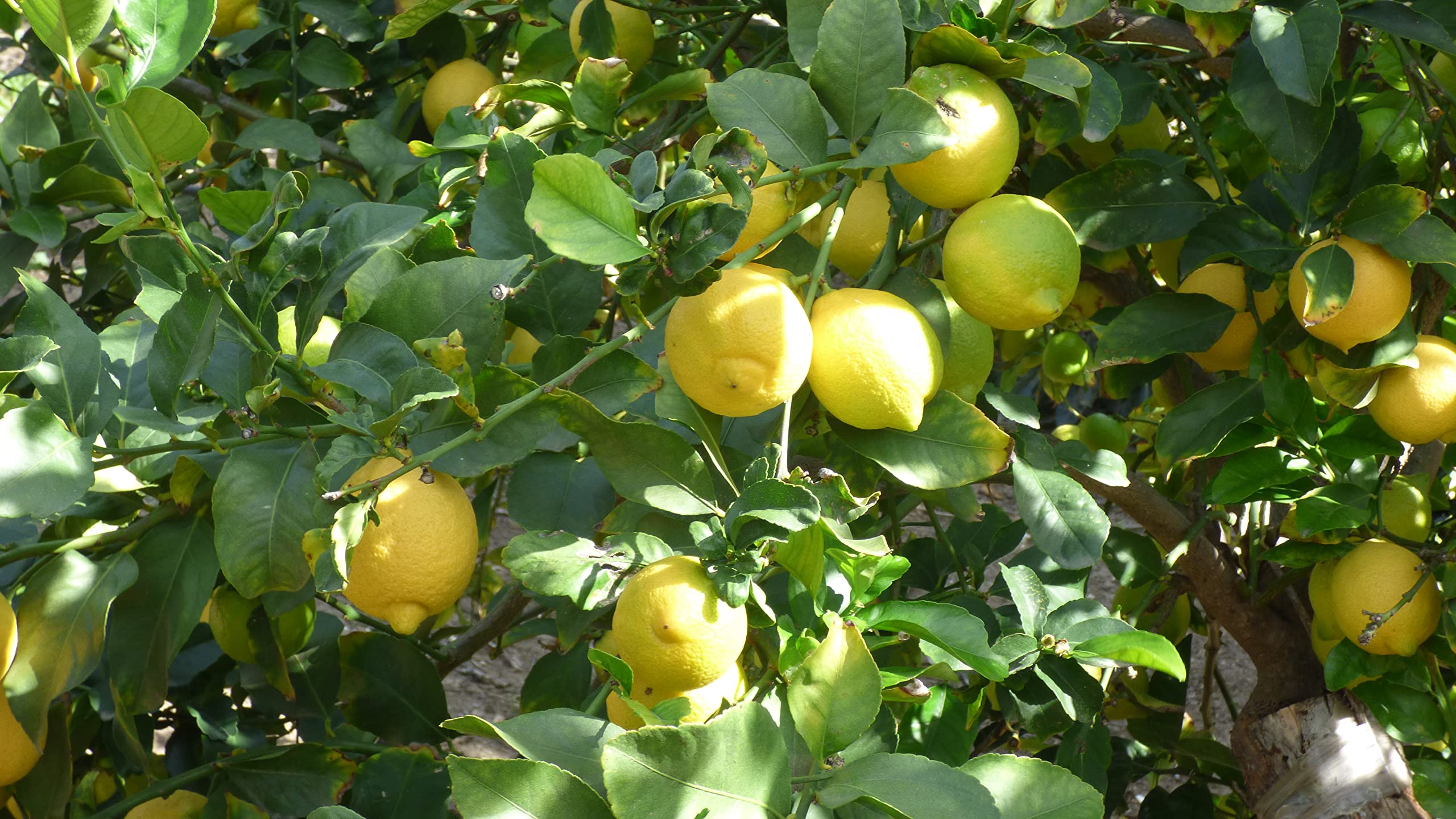 Amazon.com: Fresh Organic Lemons from California Farm - 5lbs