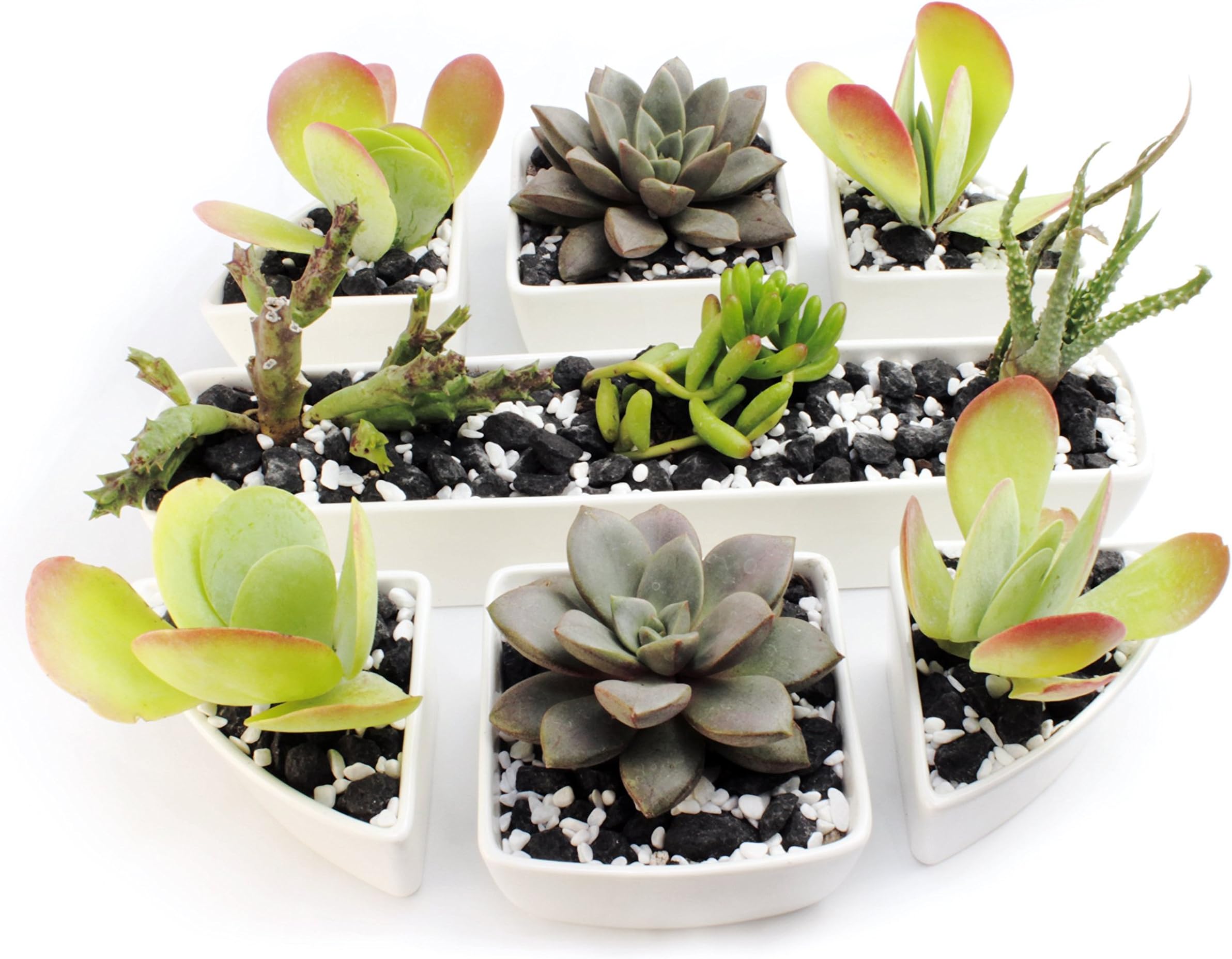 Succulent Pots - Set of 7 Unique-Combination, White, Mini, Ceramic Planters with Rectangle, Square & Triangle Decorative Pots. The Perfect Centerpiece with Multiple Arrangement Possibilities