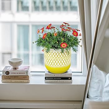 パンと植木鉢('96仏/イラン) パンと植木鉢('96仏/イラン)DVD、正規セル版、プレミア稀少品