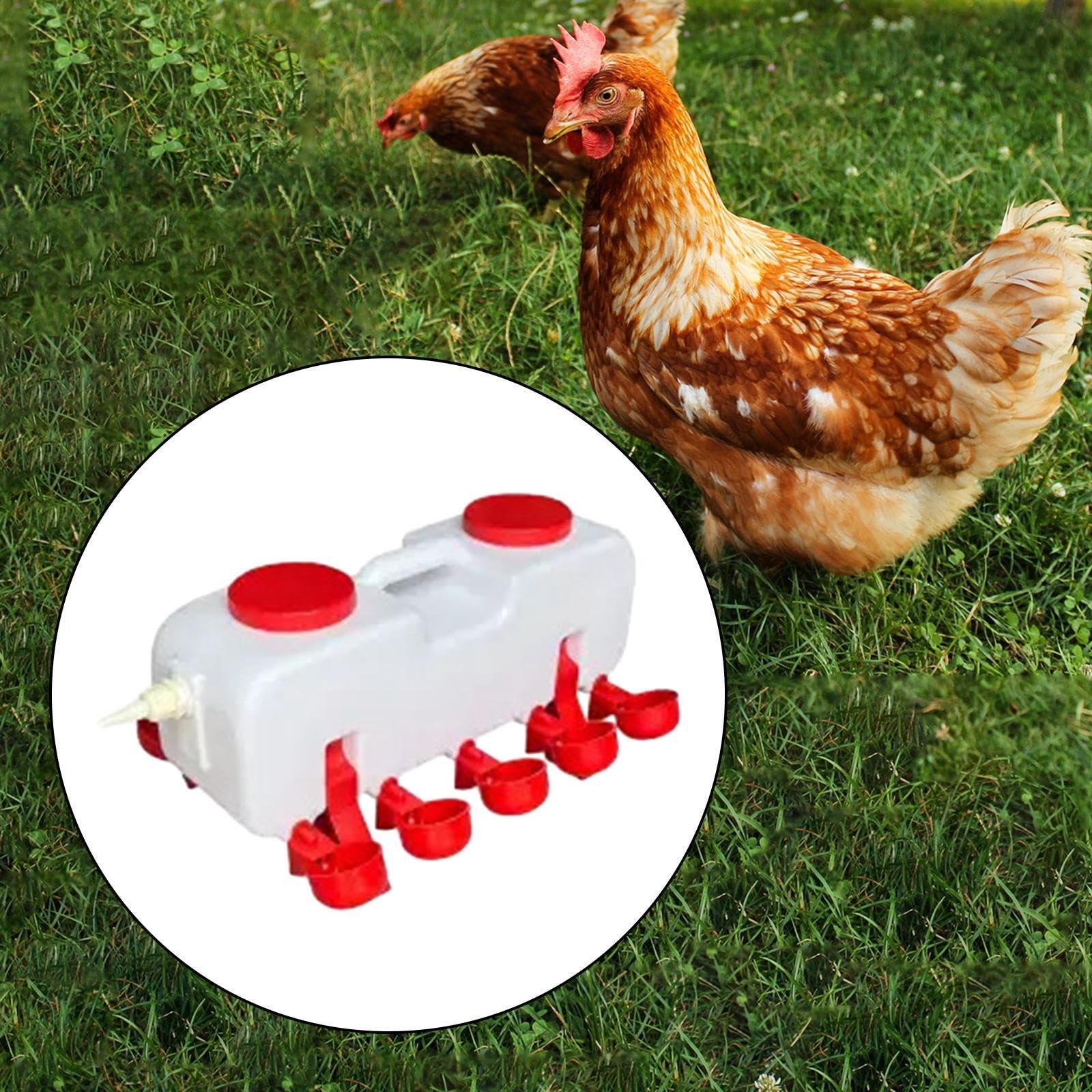 Abreuvoir de qualité supérieure pour Canards, Automatique, S