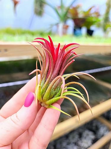 Miniatura 3 de Plantas de aire pequeñas  2 Ionantha Fuego  Planta de aire de 1 a 2 pulgadas  El color y la forma varían según la temporada  Garantía de 30 días en