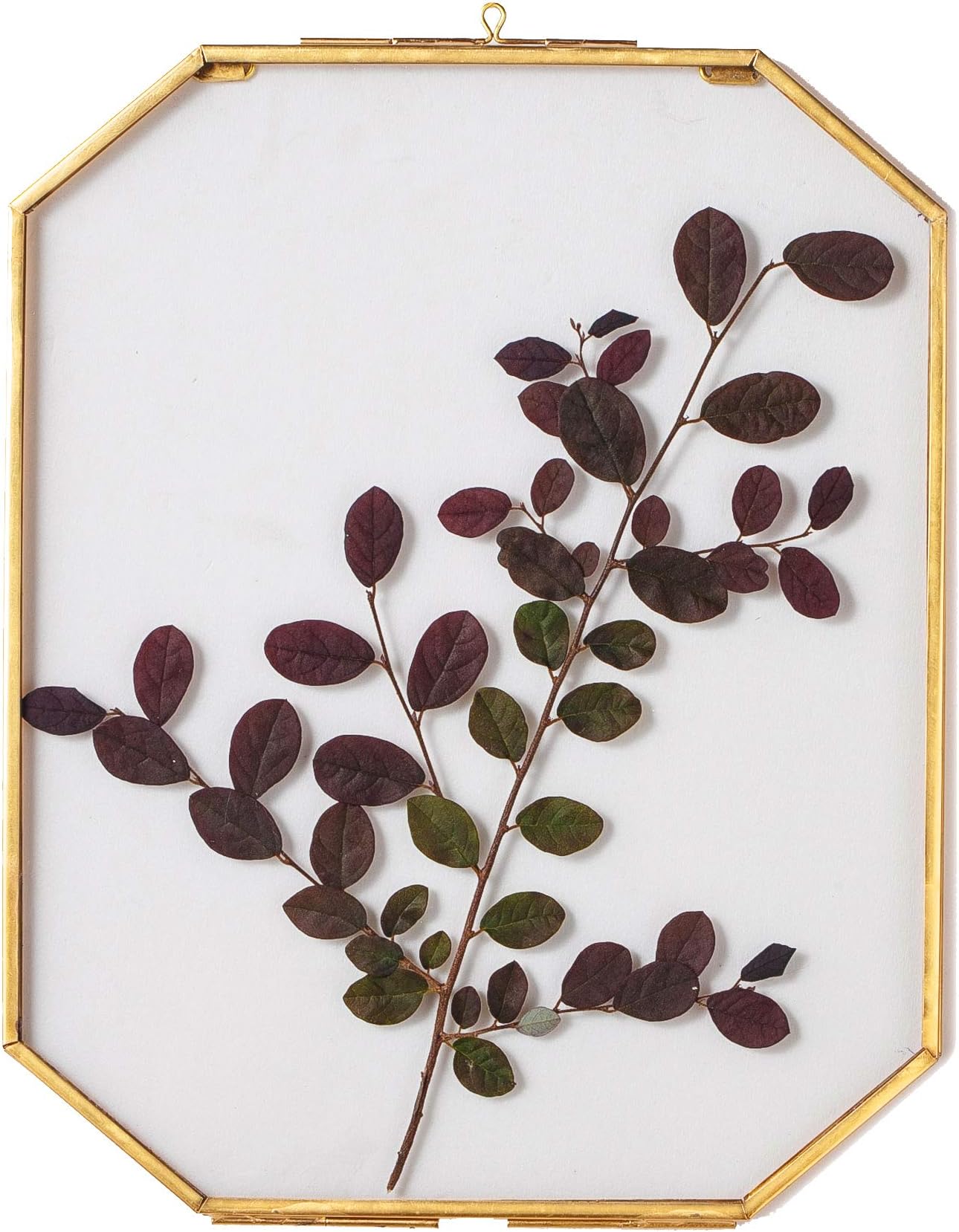 NCYP Double Glass Floating Frame for Pressed Dried Flowers, Plant Specimen, Photo, Poster - Wall Hanging Decor, Octagon Herbarium 8x10 Inches, Gold Clear (Glass Frame Only)