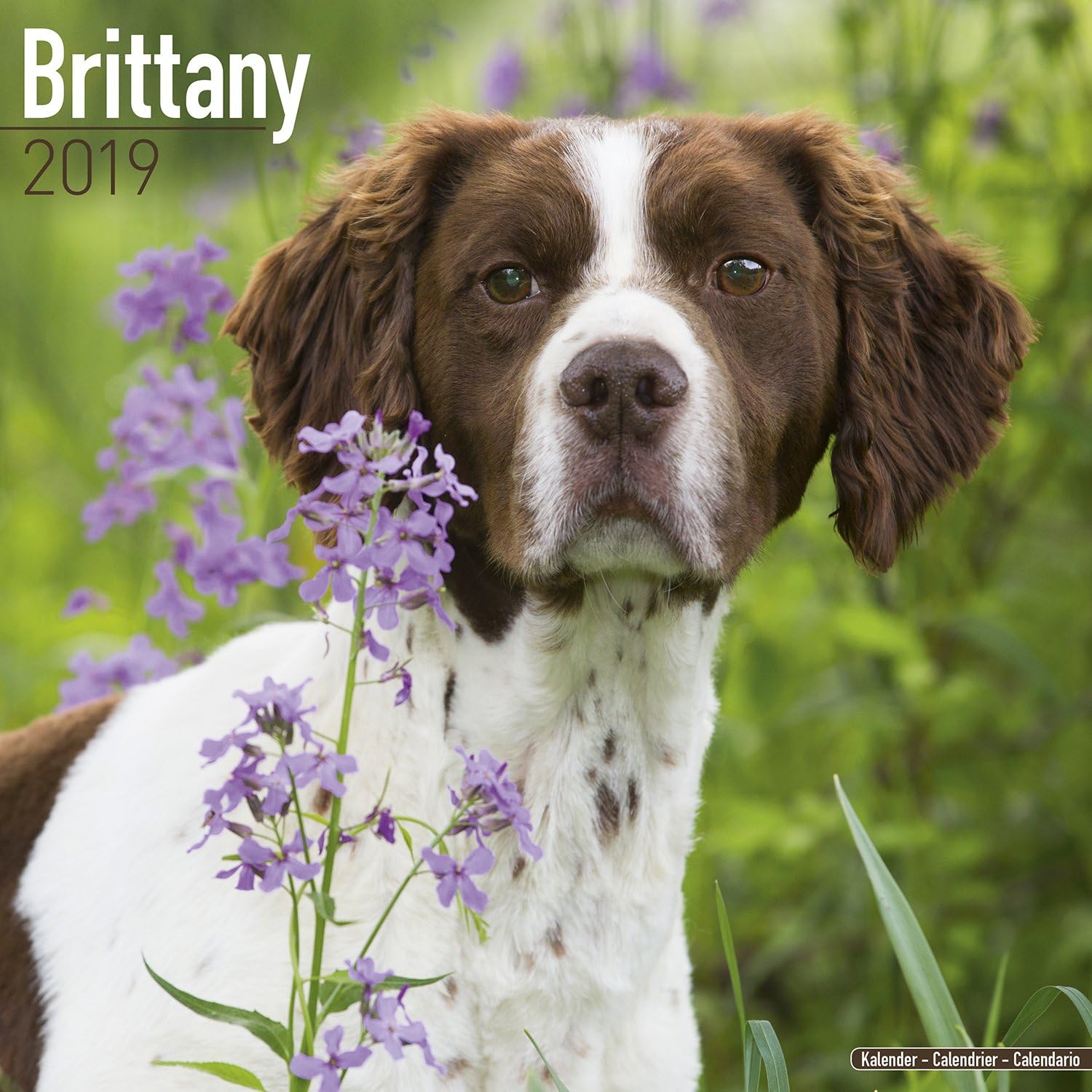 Brittany Calendar Dog Breed Calendars 2018 2019 Wall